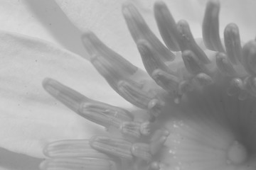 Macro Of white Lotus Flower. Monochromatic