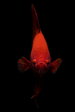  Betta Fish Super RED HMPK Male on black background
