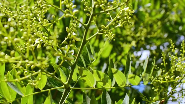 Moringa flower in nature light