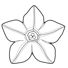 Tobacco flower. Isolated image on a white background. Coloring icon.