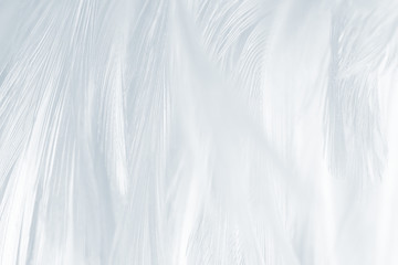 Beautiful white baby blue colors tone feather pattern texture cool background for Decorative design wallpaper and other