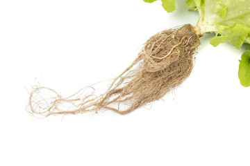 Green Oak leaf Lettuce (Lactuca sativa) isolated on white background