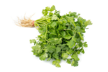 Bunch of green Coriander,cilantro,Parsley leaves (Coriandrum sativum) isolated on white background