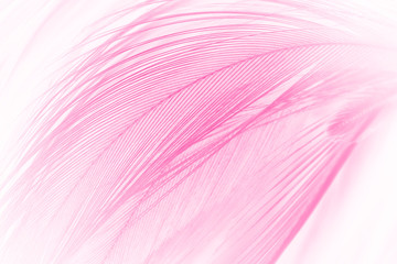 Beautiful white magenta feather texture pattern background