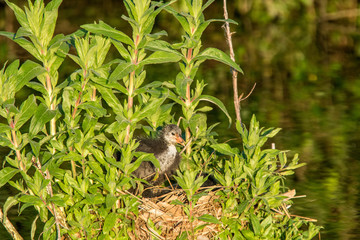 Foulque macroule juvénile au nid (Réserve Naturelle Régionale du Marais de Condette)