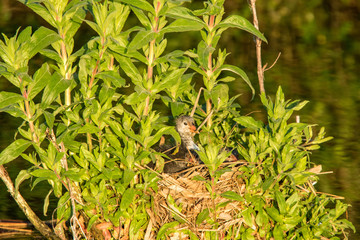 Foulque macroule juvénile au nid (Réserve Naturelle Régionale du Marais de Condette)