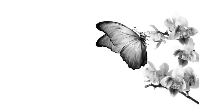 tropical nature. tropical morpho butterfly on orchid flowers isolated on white. orchid flowers close-up. beautiful orchids black and white. tropical flowers