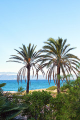 Fototapeta na wymiar two green palm trees on a background of blue sea and sky. Spain, Salou, Costa Dorada