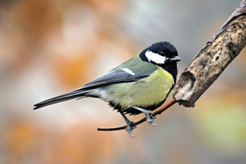 Naklejka premium Great Tit