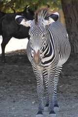 Z&egrave;bre de face