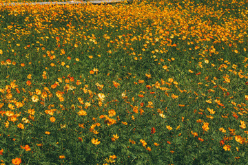yellow flowers in the garden