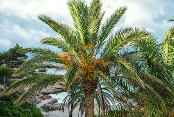 Fototapeta na wymiar green palm tree close up on blue sky background. Spain, Salou, Costa Dorada