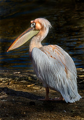 White pelican near the pond. Latin name - Pelicanus onocrotalus	