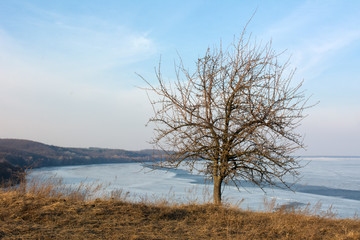 tree in winter - 308255443