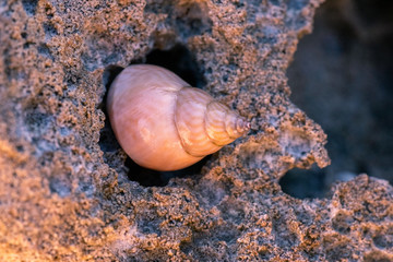Coquillage dans le rocher