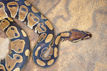 Royal python or ball python (Python regius), resting on rock surface