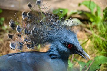 portrait of bird