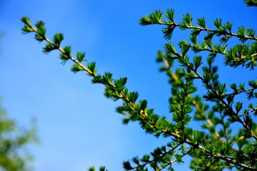 branches, tree, sky