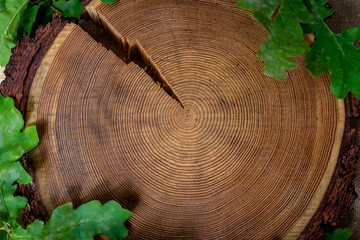 Surface of a piece of oak top view