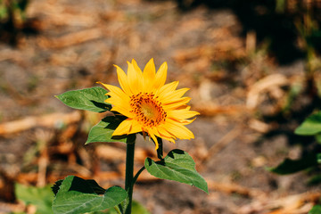 yellow flowers in the garden