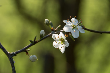 Fleurs d'aubépine (épine blanche)