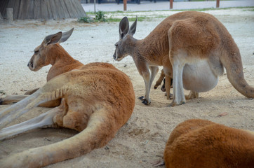 mother and baby kangaroo