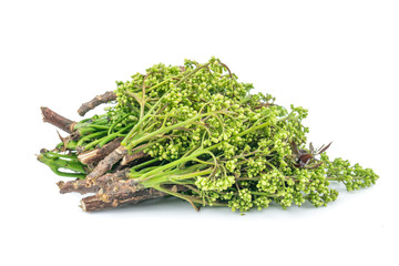 Siamese neem tree, Nim, Margosa or Quinine (Azadirachta indica A. Juss. Var. Siamensis Valeton) isolated on white background.vegetables