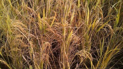 Ripe rice in the aggriculture paddy field.