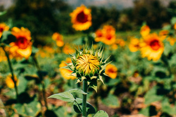 yellow flowers in the garden