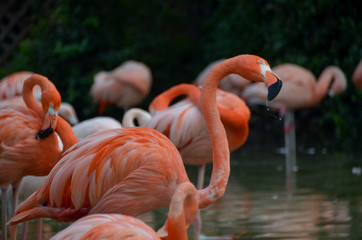 flamingo in water