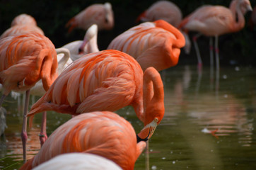 Fototapeta premium group of pink flamingos