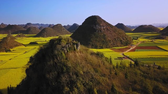 Aerial view drone flight above yellow rapeseed (canola) flower field in spring, Luoping, China
