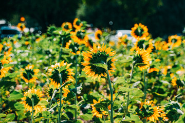 yellow flowers in the garden