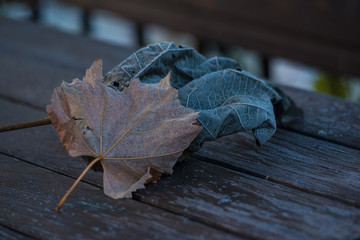 Frozen leaves with white frost. Frozen morning in the mountains