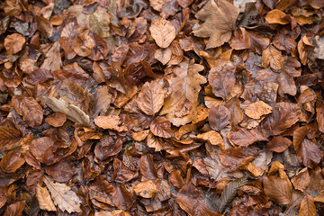 autumn leaves on the ground 2