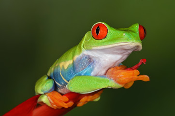 Close-up of a perched red eye tree frog (Agalychnis callidryas)