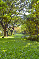 park is a place to relax and exercise withlarge trees to shade relax bule sky at noon,Scenic view of the park in the center of the big city in the summer,In the atmosphere of morning light.