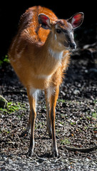Sitatunga antelope female in the enclosure. Latin name - Tragelaphus spekei