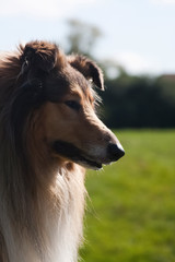 Obraz premium portrait of a beautiful red-haired collie dog