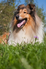 portrait of a beautiful red-haired collie dog