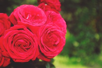 Red roses flower bouquet