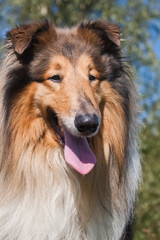 Fototapeta premium portrait of a beautiful red-haired collie dog