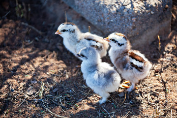 one day baby chicken free range