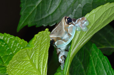 Amazon milk frog (Trachycephalus resinifictrix) emerging from leaves