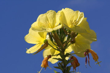 yellow flower - 308257612