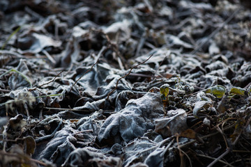 Frozen leaves with white frost. Frozen morning in the mountains