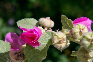 pink flower in the garden - 308257670