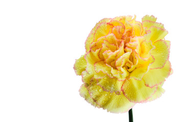 Carnation covered by drops on white background