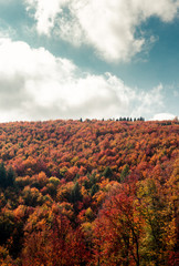 Vertical photo a scenic view of beautiful and colorful hills with blue sky and a many clouds. Autumn nature - top of a hill with orange - yellow trees and perfect view. Forest in fall - sunlight.