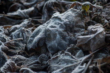 Frozen leaves with white frost. Frozen morning in the mountains